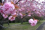 八重桜まつり08-04-24