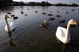 白鳥那珂町