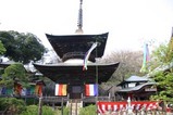 桜大和村雨引観音0