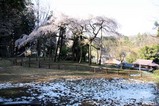 桜と雪10-4-17 (5)小生瀬のシダレザクラ