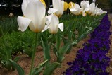 那珂茨城県植物園チュウリップ1