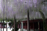 笠間稲荷神社藤の花