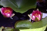 は花睡蓮静峰ふるさと公園