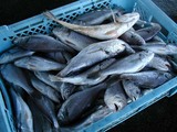 久慈漁港の魚061124