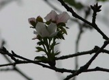 さくら太田二高061001