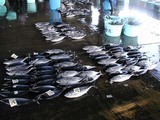 久慈漁港の魚061124