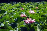 花蓮親沢の池