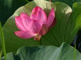 花蓮親沢の池