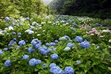 あじさい辰口親水公園