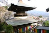 桜大和村雨引観音0