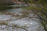 白鳥古徳沼