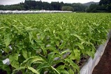 たばこ栽培笠間