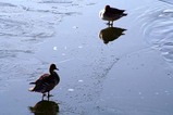 古徳沼10-1-18白鳥