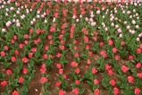 チューリップ茨城県植物園