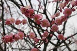 水戸の梅祭り