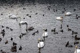 白鳥08-12-05古徳沼