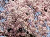 桜11-04-11常陸大宮西方寺