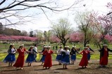 古河桃まつりフラダンス練習