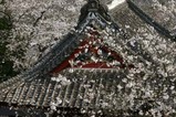 桜大和村雨引観音