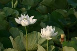 蓮宮の池公園