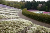 笠間つつじまつり08-04-26(3)芝桜