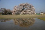 桜瑞龍小学校
