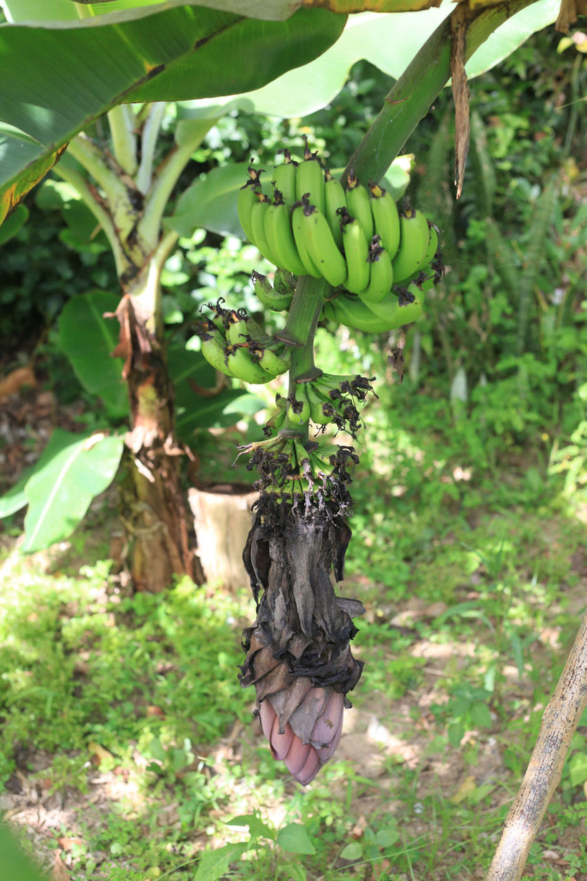 バナナの花を切る 奄美らいふ 南の国から
