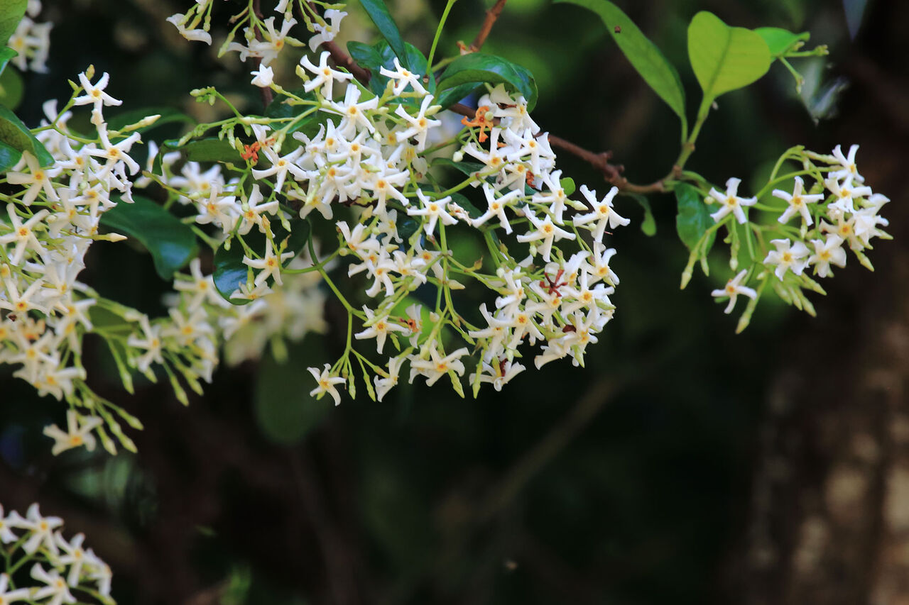 リュウキュウテイカカズラの花 奄美らいふ 南の国から