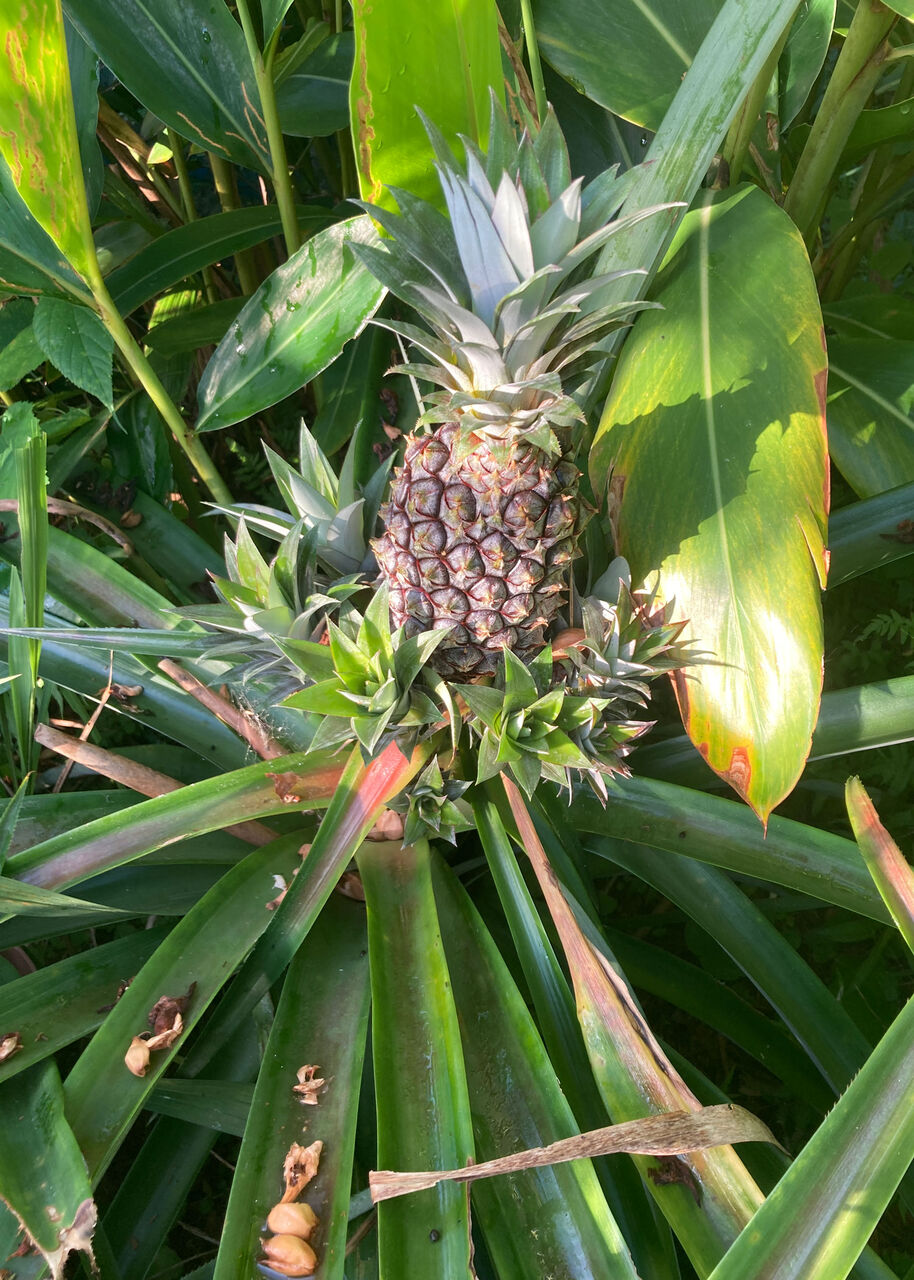 パイナップルが大きくなってきた 奄美らいふ 南の国から