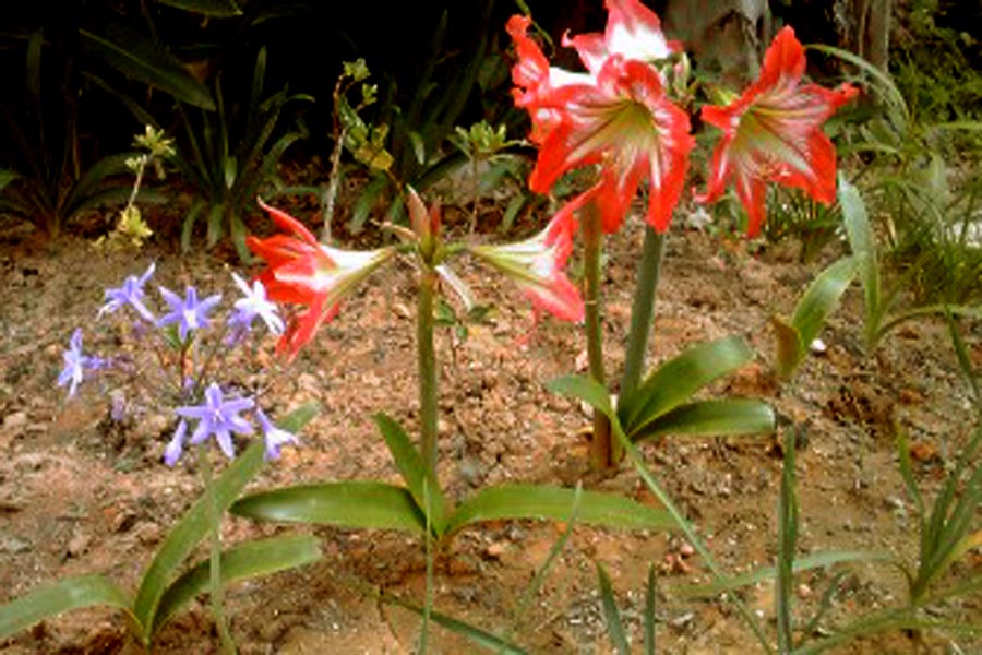 バナナの花が咲いた 奄美らいふ 南の国から