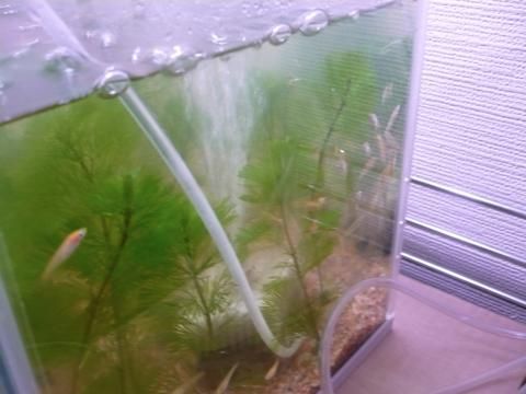 メダカ水槽の底砂 黒魔術製作所 Abgさっぽろ蝦にっき