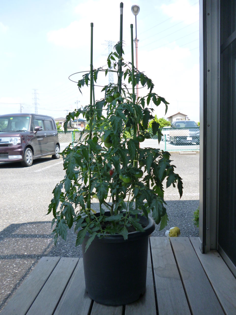 ミニトマトの鉢植え くらら日記 ミニトマトの鉢植え くらら日記