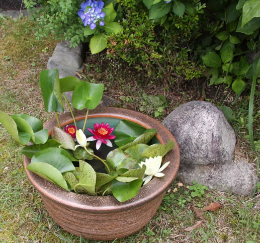 めだかを飼うことに 我が家のビオトープ くらら日記 めだかを飼うことに 我が家のビオトープ くらら日記