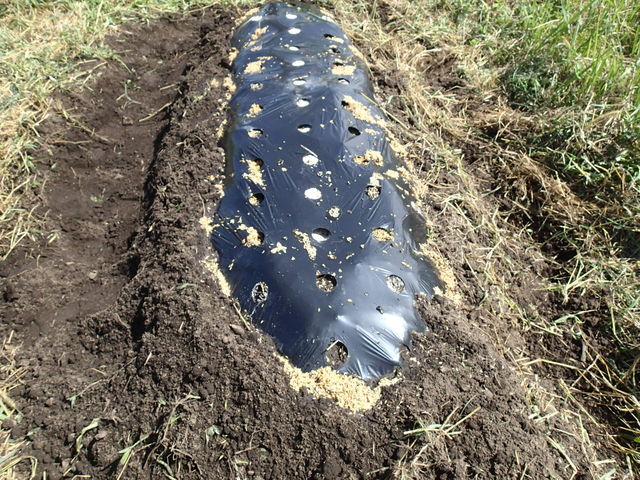 ゴボウとロメインレタスの種まき くだものと やさい作りの記録 16