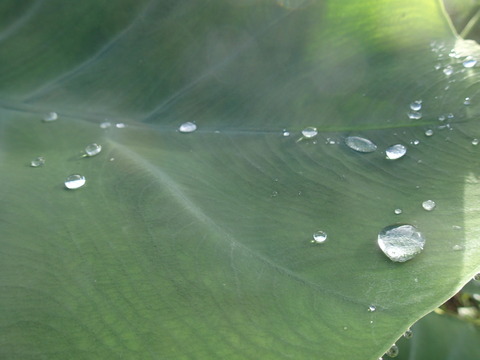 P7263618