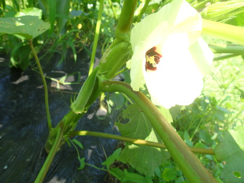 P7243586