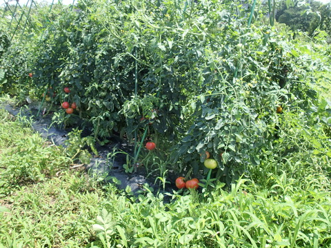 P7233580