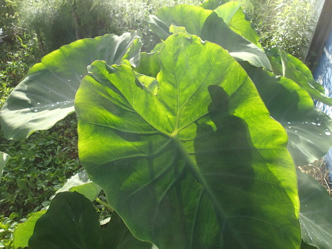 P7263617