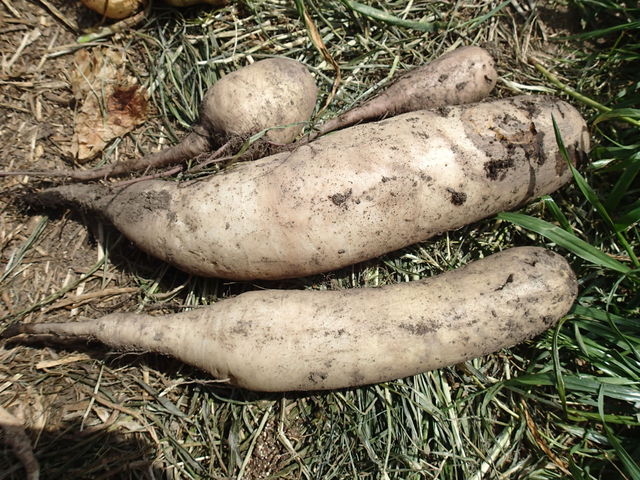 冬に地中に埋めておいた大根と 春に地中に埋めたビーツ くだものと やさい作りの記録 16