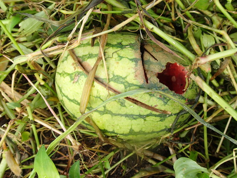P7283638