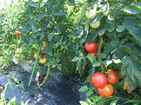 P7233581