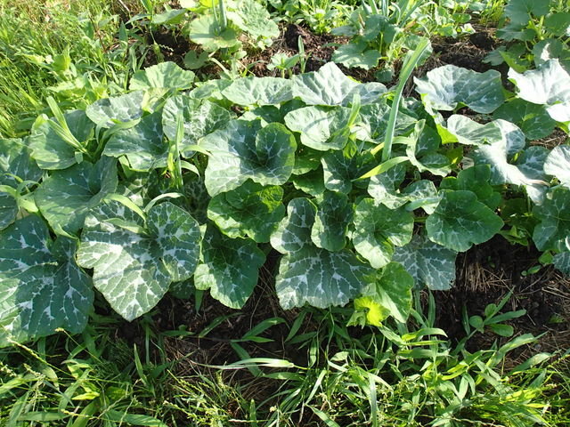 夏果菜が採れ出した くだものと やさい作りの記録 16