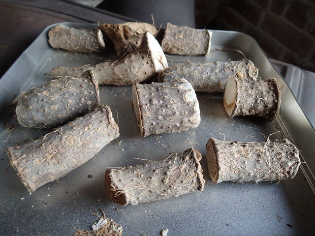 スーパーで買った長芋の芽が出てきたかも くだものと やさい作りの記録 16