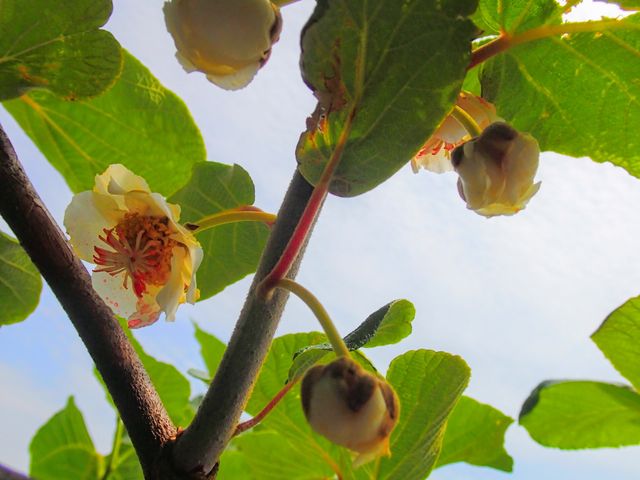 キウイの人工受粉 くだものと やさい作りの記録 16