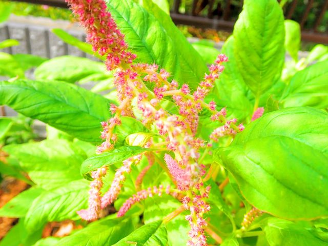 アマランサスの花が咲いた くだものと やさい作りの記録 16