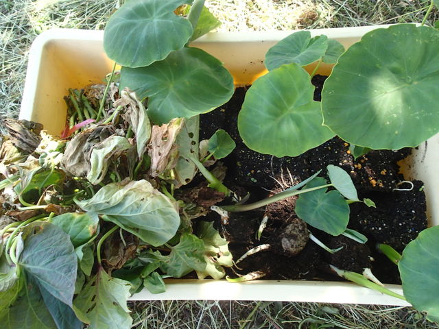 里芋を植えつけた くだものと やさい作りの記録 16 里芋を植えつけた くだものと やさい作りの記録 16