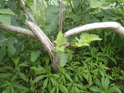 P5313300