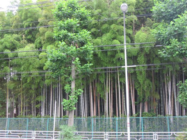 そして アトリオあざみ野へ 向山 敬子