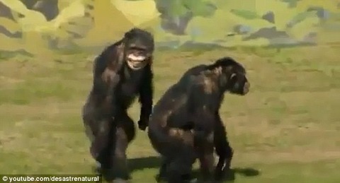 oddnews 猿の解放 動物愛護 HIV