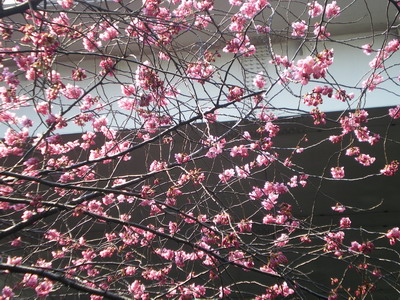 横浜緋桜